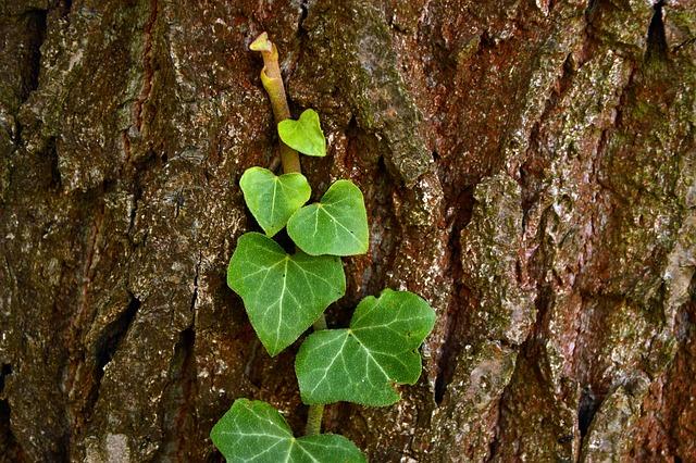 Hedera Istria: Dovolenka snov v luxusnom rezorte