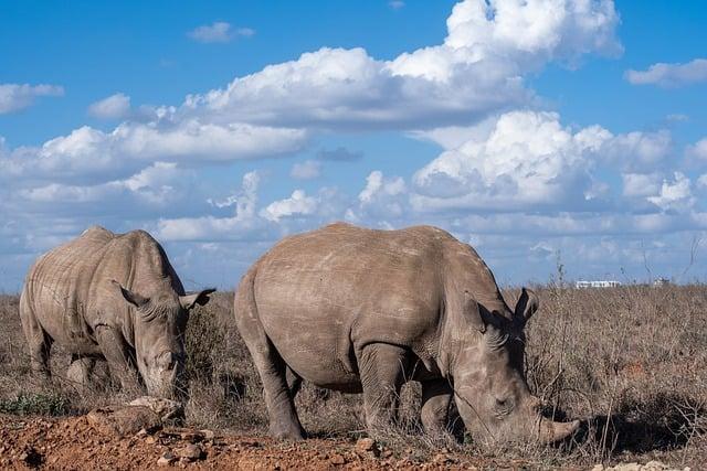 Keňa: Safari a pláže – dovolenka plná kontrastov