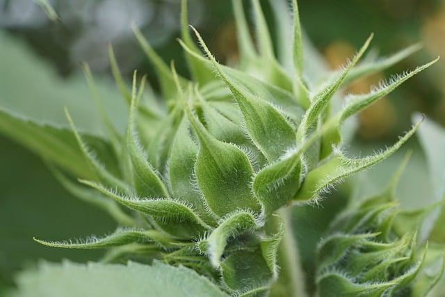 Vodice Flora Madera: Zelená oáza v srdci mesta