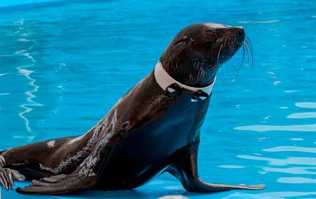 Nezvyčajné zážitky: Delfinárium Pula Aquarium