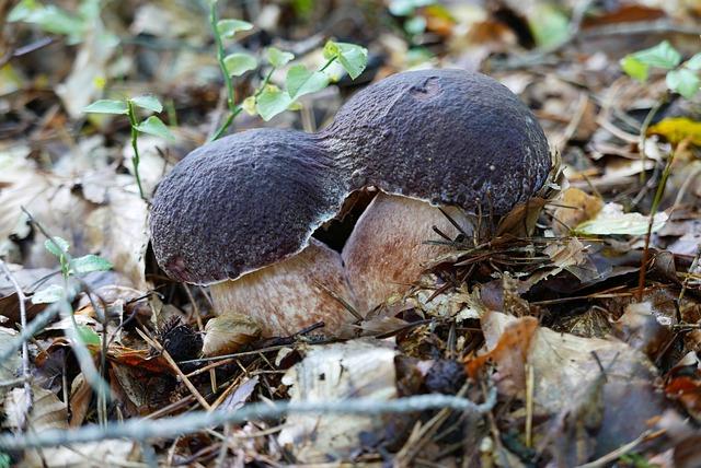 Slovinské pobrežie: Alternatíva k preplneným plážam Chorvátska