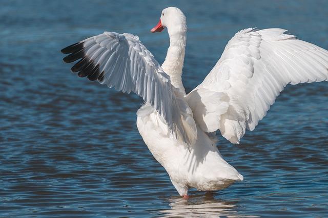 Plava Laguna Poreč: Dokonalý oddych pri azúrovom​ mori