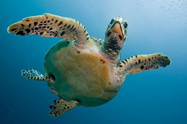 Maldivy: Luxusné destinácie pre dovolenku v raji na zemi