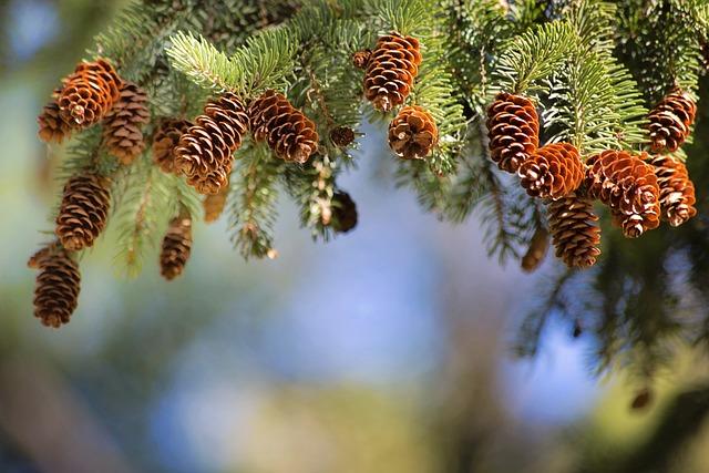 Podrobný pohľad na zázemie a služby Pine Beach Pakoštane