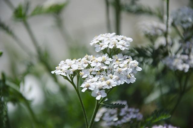 Herbária a domáce špeciality na dosah ruky