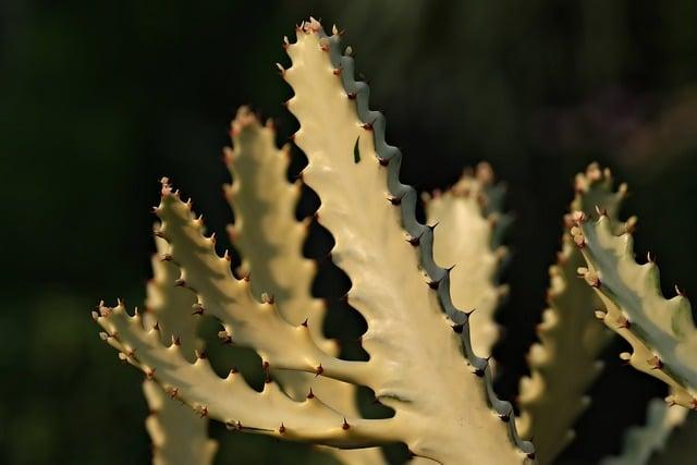 Cactus Garden Jardín de Cactus: dokonalé miesto <a href=