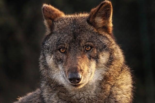 Bohatá faúna⁣ a flóra v jaskyni: Neuveriteľné⁢ objavy