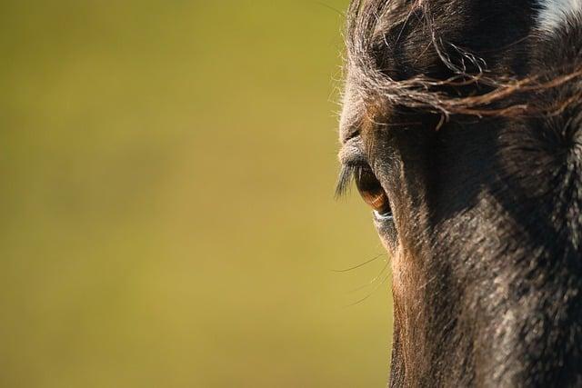 Fauna Plitvických jazier: Zvieratá, ktoré môžete stretnúť