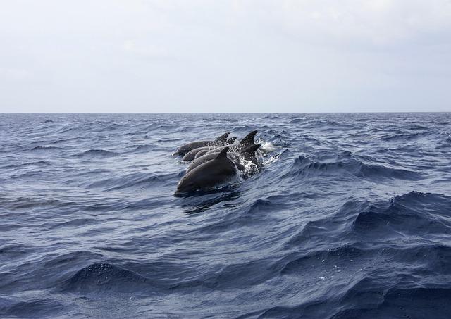 Možnosti dobrovoľníckej práce na ochrane delfínov v Chorvátsku